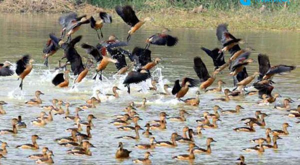 Winter-birds-600x414