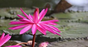 লাল-শাপলা-1000x509
