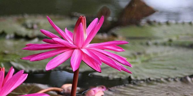 লাল-শাপলা-1000x509