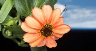 1686829493_flower