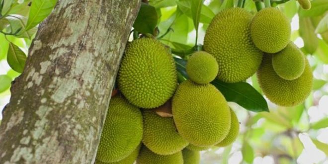 katal-inner20180609022501