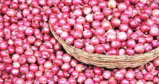 onion-20230607195711