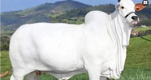 25 5 26 1