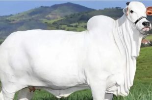 25 5 26 1